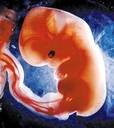 embryo